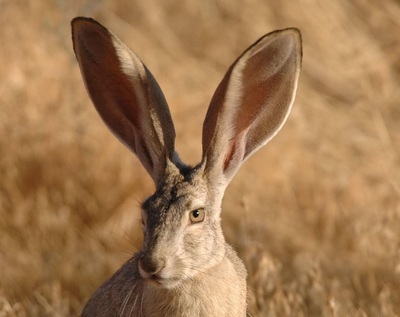 rabbit predators in australia